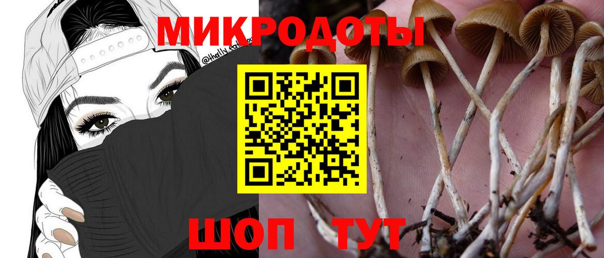 Галлюциногенные грибы Psilocybine cubensis Тобольск